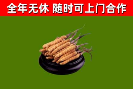 石屏烟酒回收冬虫夏草.jpg