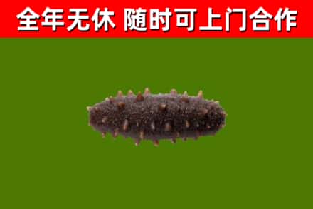 石屏回收海参干